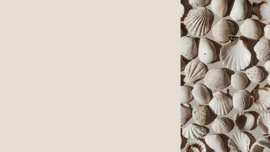 Farbkachel in angoraweiß, daneben eine farblich passende Abbildung von Muscheln